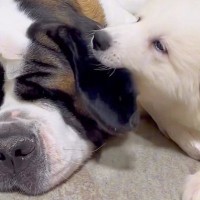 90キロの優しい大型犬が『子犬にイタズラされ続けた』結果→堪忍袋の緒が切れて…まさかの怒り方が341万再生「平和なキレ方ｗ」「神対応」