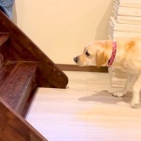 『3段の階段』が怖くて上れない大型犬→エールを送り続けたら、勇気を出して…あまりに尊い光景に称賛「素晴らしい」「人間よりも人間みたいｗ」