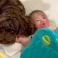 赤ちゃんが『生まれた時から犬と育った』結果→離れると、必ず『号泣』してしまい…とんでもなく尊い光景が54万再生「愛に溢れてる」「泣いた」