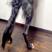 『185センチある大型犬』窓の外を覗こうと、ワンコが立ち上がった結果→衝撃の『デカすぎる光景』が149万再生「イケメン」「圧倒された」