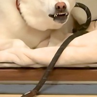 なぜかケージでブチギレている犬→『ドッグトレーナーの先生に電話しようかな』と伝えた、次の瞬間…まさかの『表情』が72万再生「困ってて草」