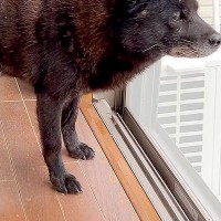 ママが里帰り中、寂しそうに窓の外を眺める犬→車で実家まで会いに行ったら…あまりに尊い『再会の光景』が40万再生「愛情深い」「グッときた」