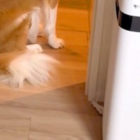母が外出後、犬の様子を撮影してみた結果→毎回必ず『玄関』を見つめて…今すぐ帰りたくなる光景に「後ろ髪引かれる」「もう置いていけない」の声
