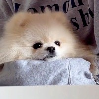 体調不良が続いてぐったりしていたら『犬と猫』が心配をしてくれて…そばで優しく寄り添う光景に反響「健気で可愛い」「いい子過ぎて感動」