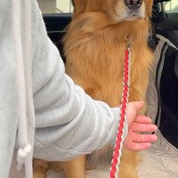 車で『動物病院』に向かった結果→大型犬が『絶対に降りない』と駄々をこねて…わかりやす過ぎる態度が13万再生「笑ったｗ」「よくがんばった」
