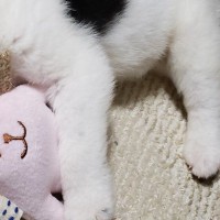 犬の譲渡会で震える『生後1ヶ月の赤ちゃん犬』→ひとりぼっちだったので、お迎えした結果…嘘のような『現在の光景』に「立派」「愛がわかる」の声