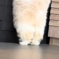 赤ちゃん犬が『お姉ちゃんの後を追った』結果→壁を越えられずに…反則級の『後ろ姿』が28万再生「足が揃ってて可愛い」「もこもこモップ」
