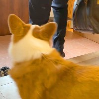 毎朝、小学生の頃から高校『息子のお見送り』を続けてきた犬→愛を感じる行動と『まさかの展開』が15万再生「健気で可愛い」「笑っちゃったｗ」
