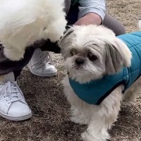 ドッグランに立ち寄った犬→走り回って遊ぶかと思ったら、なぜか前足を浮かせて…思わず笑う行動に反響「可愛すぎる」「チクチク嫌なんだｗ」