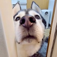 お風呂掃除中、『早くきてください！』と呼びにきた大型犬→仕方なくついて行くと、猫が…まさかの光景が14万再生「優しい」「真剣に心配してる」