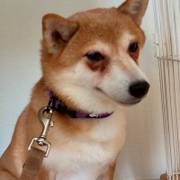 5年間ケージに監禁されていた『繁殖犬』を飼った結果→ずっと怯えた様子で、120日後…涙あふれる光景が143万再生「胸が痛い」「表情が違う」