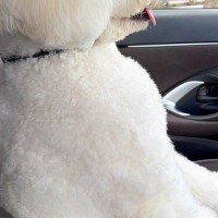『絶対人間入ってるよね？』車の助手席に乗る大型犬→すれ違ったら二度見する『まさかの光景』に反響「笑ったｗｗ」「ヘルメット被ってます？」