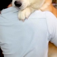 32キロの秋田犬が、パパに『抱っこして』と甘えた結果→大きさを分かっていない『赤ちゃんすぎる光景』が12万再生「たまらん」「愛の重み」