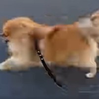 夕方、犬の散歩を撮影した結果→急に猛ダッシュしたので、追いかけて…思わず笑う『飼い主の影』に反響「全然ブレないの草」「好きすぎるｗｗ」