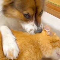 犬が『猫の頭をカミカミした』結果→気付いた他のワンコが『ドン引き』して…まさかの『四度見』が153万再生「声出して笑った」「コントで草」