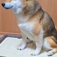 真顔の犬→『大好きな人』がやってきた結果、気づいた瞬間に…あまりに尊い『表情の違い』が131万再生「初めて見た」「こんな顔に出るんだ」