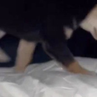 深夜2時半、トイレを済ませ寝室に戻った結果→布団の上を見ると、犬が…飼い主も吹き出した『まさかの光景』が229万再生「目がギラギラｗｗ」
