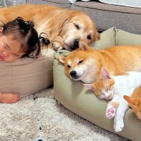 新しい『犬用ベッド』を買った結果→猫と2歳の女の子も興味津々になって…幸せすぎる『みんなでおねんねする光景』が38万再生「疲れ吹き飛んだ」