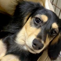 朝、外出するため『犬の方を見てみた』結果→なぜか『おてて』が…態度がデカすぎる『まさかの姿勢』に反響「人に見えるｗｗ」「かっこええ」