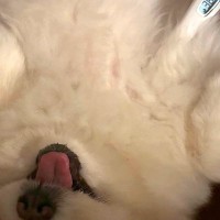 『ズル休み代行サービスです』犬の体に体温計を当ててみた結果→最適すぎる『愛おしい光景』に4万いいね「なんてかわいいお仕事ｗ」「程よくて草」