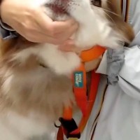 『まだ針刺さってませんけど？』健康診断で病院にきた大型犬→診察台に乗ると…大げさすぎる『子どものような光景』に反響「可愛い」「絶叫ｗ」