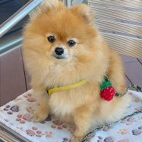 犬と一緒に『行きつけのカフェ』を訪れた結果→環境に慣れ過ぎてしまい…まさかの『デカすぎる態度』に反響「完全にくつろいでるｗ」「可愛い」