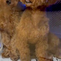 ドライルームに入った犬→ふと顔を見てみたら…思わず吹き出す『まさかの表情』が25万再生「歯ｗｗ」「研ナオコかと思った」「笑いが止まらん」