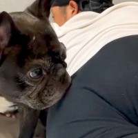 夫が『豪快なおなら』をした結果→犬がニオイを嗅ぎに来て…芸人顔負けな『100点満点のリアクション』が95万再生　激しすぎる反応に思わず爆笑