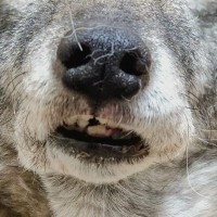 『寝起き直後の犬』を撮影した結果→まるで人間のようで…思わず吹き出す『まさかの表情』に1万いいね「おもろすぎるｗｗ」「めちゃくちゃ好き」