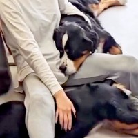 超大型犬4匹と暮らしたら、諦めなければいけないこと→自分の大きさを理解していない『幸せの大渋滞』が36万再生「甘えん坊」「最高の生活」
