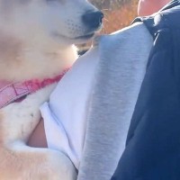 ママとお散歩している時は飛び石を渡れる犬→パパが一緒だと『か弱い乙女のフリ』をして…あざと可愛い行動が40万再生「甘え上手」「大女優だ」