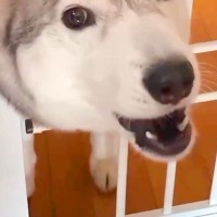 母が帰ってくると大喜びする大型犬→父の場合を見てみると…あからさますぎる『態度の違い』が187万再生「分かりやすいｗ」「反応に笑った」
