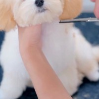 生後4ヶ月の赤ちゃん犬が『初トリミング』→カット中に、眠たくなってしまい…尊すぎる『電池切れの光景』が20万再生「ガチ寝ｗ」「天使ちゃん」