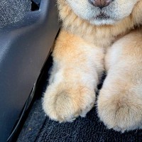 車で後ろに乗っていた大型犬→どうしてもパパママの隣にいきたくて…隙間で見せた『まさかの表情』に反響「甘えん坊さんｗ」「むぎゅぎゅで草」