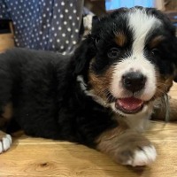 手足が短い『コロコロした赤ちゃん犬』→『このまま大きく育つかな』と思ったら、脚が…2歳になった『まさかの現在』に6万いいね「モデルみたい」