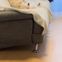 トイレから部屋に戻った結果→なぜか犬が『ソファ』にいて…人間にしか見えない『くつろぎ過ぎな光景』が42万再生「爆笑ｗｗ」「犬やめてて草」