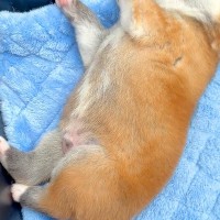 生後12日目の『秋田犬の赤ちゃん2匹』→寝相を比べてみた結果…とんでもなく尊い『眠り方の違い』が33万再生「こんな個性でるんだ」「天使」