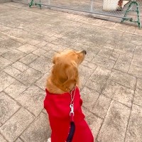 船で帰省する息子を『大型犬と一緒に迎えに行った』結果→船着き場で一生懸命に探して…尊すぎる『再会の瞬間』が144万再生「愛が溢れてる」