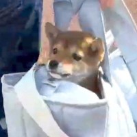 小さくてコロコロした『赤ちゃん犬の一日』に密着した結果→すべてが尊い『朝から晩までの記録』が85万再生「全力すぎる」「抱きしめたい」
