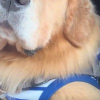 『お泊まりキャンプ』を満喫した大型犬→帰りの車内での『表情』が…分かりやすすぎる光景が12万再生「楽しかったんだｗ」「ふてくされてて草」