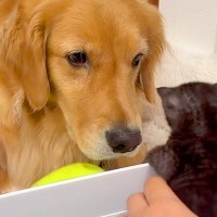 産まれたての『3匹の赤ちゃん保護猫』→大型犬が『怖がらせないように』と…尊すぎる光景が13万再生「愛くるしくてたまらん」「優しい目…」