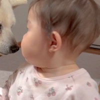 17歳のおばあちゃん犬が『赤ちゃんの子守り』をすることになった結果→一緒に留守番していたら…尊い光景が50万再生「癒される」「幸せでいて」