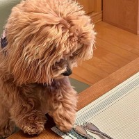 なぜか『スプーン』をジーっと見つめる犬を撮影→よく見返してみたら…『まさかの一枚』に1万いいね「こんな生き物いるんか…」「めちゃ可愛い」