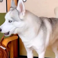 家ではイキっているハスキー犬が『病院に行く直前』になった途端…落差が激しい『ビビりすぎな光景』に1万いいね「うちの子と一緒で草」「好きｗ」