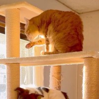 犬が猫と暮らして『完全に猫化』してしまった結果→部屋にあるキャットタワーで…『まさかの光景』が127万再生「ネコすぎるｗ」「適応力やばい」