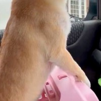 車でお出かけする犬→到着したのが『病院』と気付いて…人間の子どものような『文句』に1万いいね　感情がわかりやすい光景に思わずほっこり