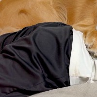 32キロの大型犬→もう3歳なのに、朝から甘えん坊して…『自分はまだ赤ちゃんだ』と勘違いしている光景が55万再生「可愛い」「尊すぎて泣く」