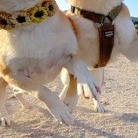 『犬の可愛い写真をたくさん撮った』と思ったら→後で確認してみると…想像とかけ離れた『まさかの光景』に10万いいね「表情ｗｗ」「爆笑した」