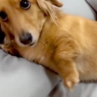 夜、パパのお布団を占領していた犬→『おいでおいで』とおててを振って…尊すぎる『添い寝のお誘い』が57万再生「信じられないくらい可愛い」