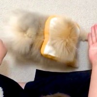 『想像の10倍くらい絶望してた』犬がおやつ当てゲームに失敗した結果→わかりやす過ぎる表情に4万いいね「可愛い」「ガーンって聞こえるｗ」